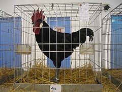 Gallo andaluz negro.jpg