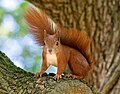 Image 80Red squirrel in Lazienki Park