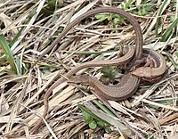 T. tachydromoides mating