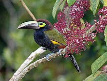 Yellow-eared Toucanet.jpg