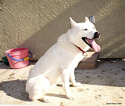 White Siberian Husky with blue eyes.