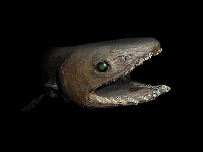 Chlamydoselachus anguineus (Frilled Shark)