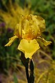 * Nomination Yellow Iris cultivar --Ram-Man 02:30, 5 January 2015 (UTC) * Promotion  Support --Christian Ferrer 06:03, 5 January 2015 (UTC)