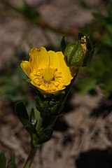 Potentilla drummondii