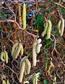 Corylus avellana ‘Contorta’