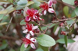 feijoa flowers