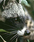 African civet.jpg