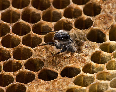 Apis Mellifera drone - moments at birth Jonathan Wilkins