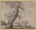 Drawing of an old oak label QS:Len,"Drawing of an old oak" label QS:Lpl,"Rysunek starego dębu" label QS:Lcs,"Kresba starého dubu" circa 1635-1640.