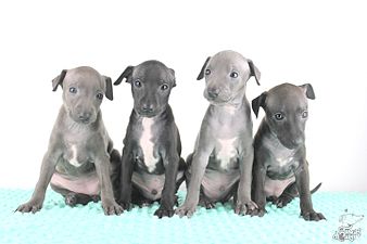 "Italian_Greyhounds_Puppies.jpg" by User:Tesori di Carli