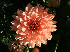 dahlia (Dahlia)