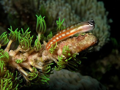 Ecsenius axelrodi (Axelrod's Clown Blenny)