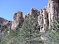 Cupressus arizonica (Arizona Cypress)