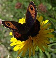 Erebia aethiops - Waldteufel (Leventina)