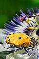 Euchroea auripimenta on flower of Passiflora caerulea