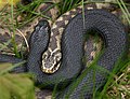 Melanistic and patterned specimens