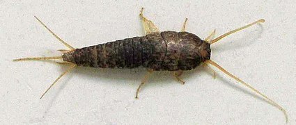 Lepisma saccharina.jpg