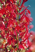 Lobelia cardinalis Typusart