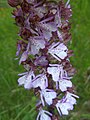 Orchis purpurea Germany - Rheinwald bei Forchheim (Baden)