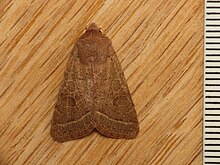 Orthosia cerasi (13143026114).jpg