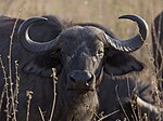 a female buffalo