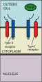 TGF Signaling Pathway Step 1