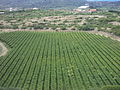 Kohlberg's Vineyards. Tarija.