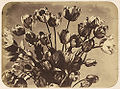 Adolphe Braun Tulpen