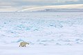 * Nomination: Polar bear on ice of British Channel, Franz Joseph Land, Arctic. by Kirill Uyutnov --SKas 12:35, 22 July 2020 (UTC) * * Review needed