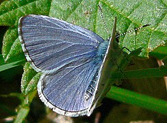 Spring Azure (Celastrina ladon)