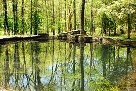 Cheekwood Botanical Garden.jpg