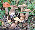 Leccinum aurantiacum on the left, Cantharellus cibarius bottom centre