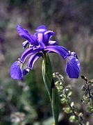 Iris spuria