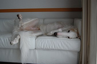 "Lazy_Dog..jpg" by User:Flickr upload bot