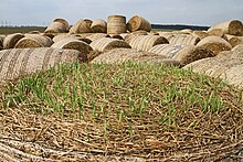 Okres Tachov-Landwirtschaft-26-Strohrollen-2012-gje.jpg