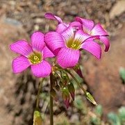 Oxalis magnifica