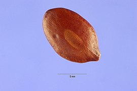 Prosopis kuntzei seeds.jpg