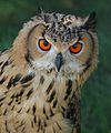 Puchacz indyjski-portret(Indian Eagle-Owl).