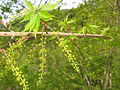 male flowers, Fukushima, Japan