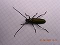 Aromia moschata female on a piece of paper (5mm squares)