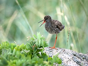 "Common_Redshank_(3).jpg" by User:File Upload Bot (Magnus Manske)