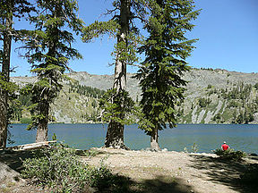 Trees (center, extreme left), with Tsuga mertensiana, Gilmore Lake, near Lake Tahoe