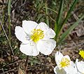 Helianthemum apenninum