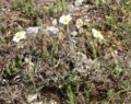 Helianthemum apenninum Germany - Tauberland