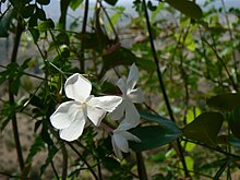 Jasminum officinale (517634961).jpg