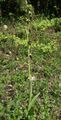 Ophrys insectifera