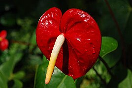 Anthurium andraeanum (Flamingo Lily)