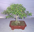 * Nomination Bonsai of Jhumur --Mmrsafy 12:03, 25 September 2018 (UTC) * Decline  Oppose Lacks detail, disturbing shadow (natural light better choice) --Poco a poco 18:16, 25 September 2018 (UTC)