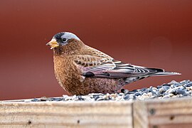 Gray-crowned Rosy-Finch 02.jpg