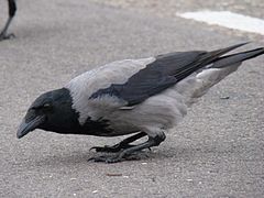 Hooded Crow-Mindaugas Urbonas-5.jpg